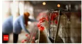 Don’t chicken out  bird flu calls for careful inspections and coordination  not careless canards