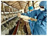 Bird flu  call to arms  not panic