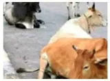 Karnataka’s bill on cow slaughter will hurt farmers