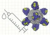 Managing an upheaval  on universal vaccination