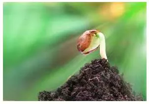 Nascent  - (especially of a process or organization) just coming into existence and beginning to display signs of future potential.