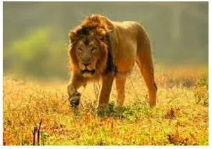 Prowl  - (of a person or animal) move about restlessly and stealthily, especially in search of prey.
