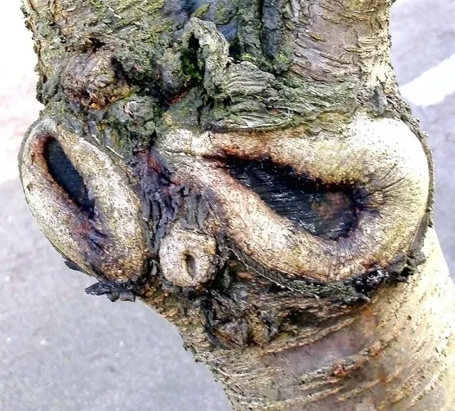 Bark worse than bite - Used to describe someone who makes threats but never carries them out.
