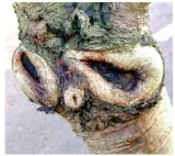 Bark worse than bite