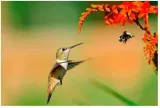 The birds and the bees