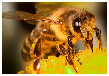 To have a Bee in your bonnet - To be obsessed about something.