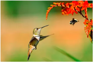 The Birds and the bees - A euphamism for courtship and intercourse between people.