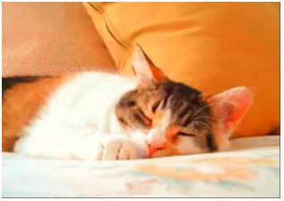 A Cat nap - A short sleep, during the day.