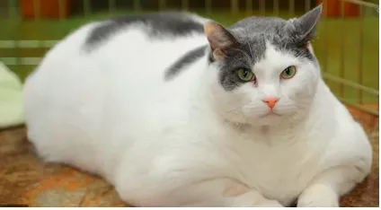 A fat cat - Someone who is very rich and powerful.