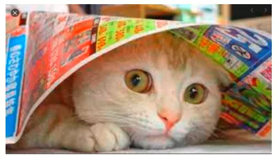 A scaredy cat - Someone who is frightened for no reason.