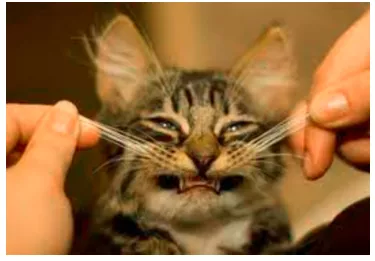 The cat's whiskers - When someone thinks they're better than everyone else.
