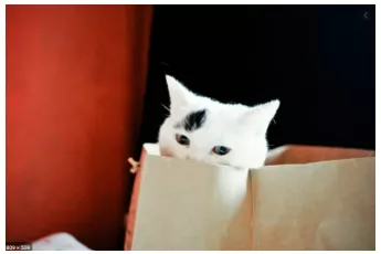 To let the cat out of the bag - To reveal a secret.