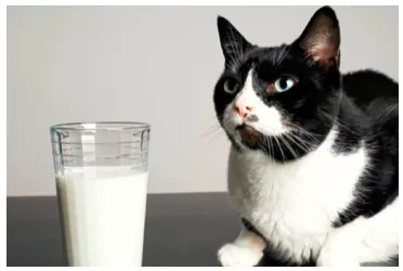 To look like the cat that got the cream - To look very pleased and a bit smug about something.