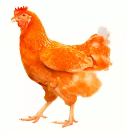 To be a chicken or To be chicken or to be chicken livered - Someone who is cowardly.