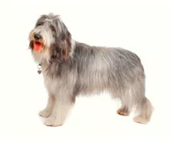 A shaggy dog story - A joke or story that's obviously not true or has a silly ending.
