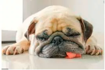 To be dog tired - To be exhausted.