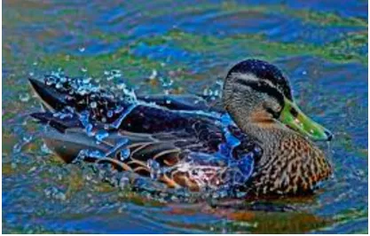 Water off a duck's back - Said when someone doesn't let things upset them.