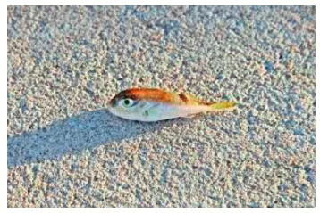Like a fish out of water - To be uncomfortable in a particular situation.