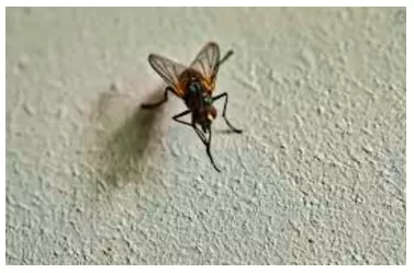 To be a fly on the wall - To want to be somewhere secretly, so you can overhear what is said.