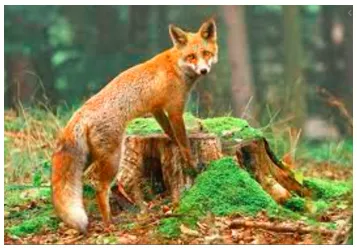 To be as sly as a fox - To be sneakily clever.