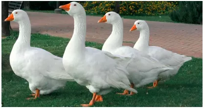 What's sauce for the goose, (is sauce for the gander.) - If you think something is acceptable for one person, it should also be acceptable for another person.