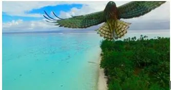 A bird's eye view