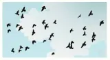 Birds of a feather flock together