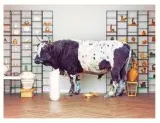 To be like a bull in a china shop