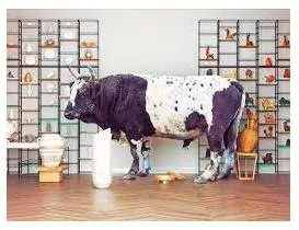 To be like a bull in a china shop