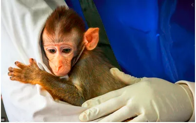 To not give a monkey's - Used to express lack of concern or interest.