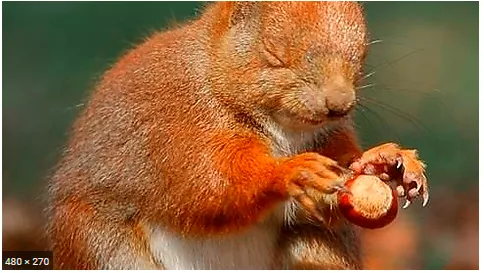 Even a blind squirrel can find a nut once in a while - Sometimes people can be correct just by being lucky.