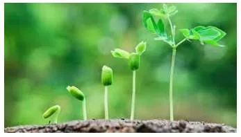 Thrive  - Prosper; flourish.
