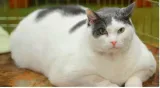 A fat cat
