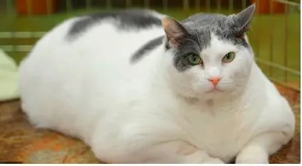 A fat cat