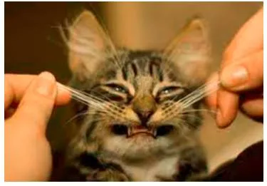 The cat's whiskers