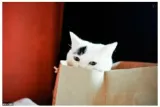 To let the cat out of the bag