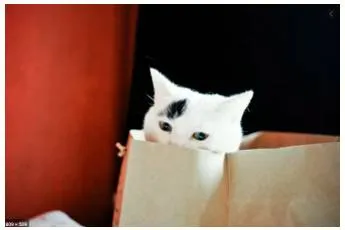 To let the cat out of the bag