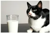To look like the cat that got the cream