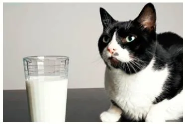 To look like the cat that got the cream