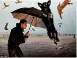 It's raining cats and dogs 