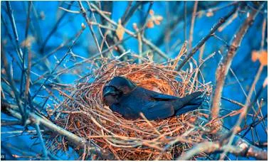 A cuckoo in the nest