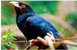 Living in cloud cuckoo land