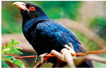 Living in cloud cuckoo land