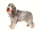 A shaggy dog story