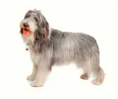 A shaggy dog story