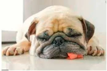 To be dog tired
