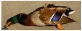 A dead duck