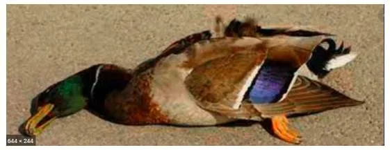 A dead duck