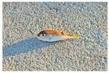 Like a fish out of water