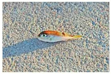 Like a fish out of water